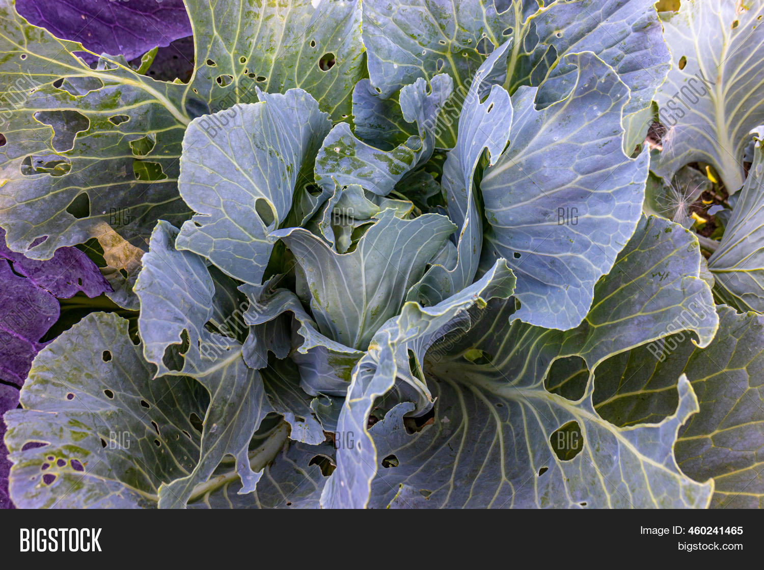 Close Cabbage Plant Image & Photo (Free Trial) Bigstock