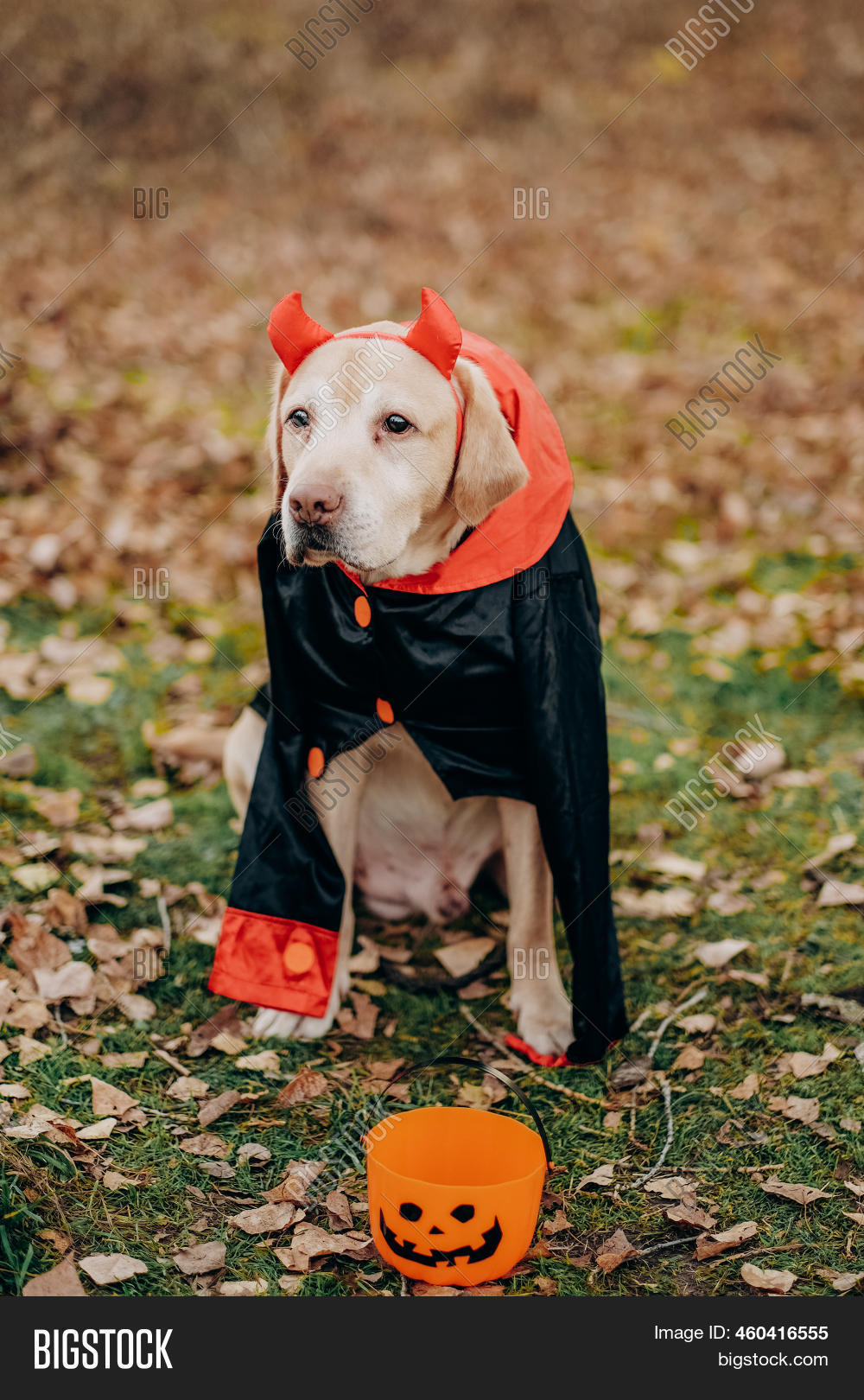 Labrador Dog Dressed Image & Photo (Free Trial) Bigstock