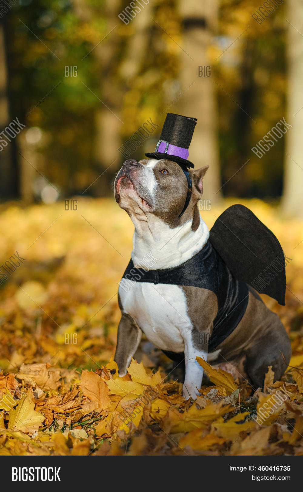 American Bully Dog Image & Photo (Free Trial) Bigstock