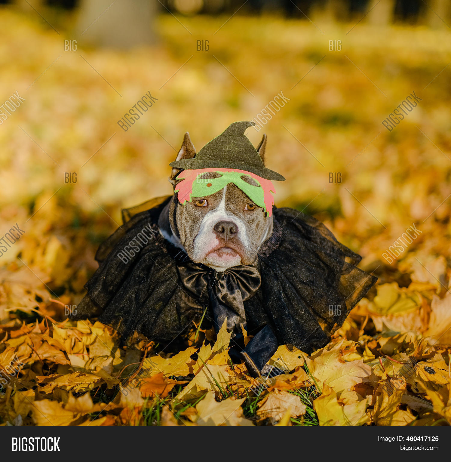 American Bully Dog Image & Photo (Free Trial) Bigstock