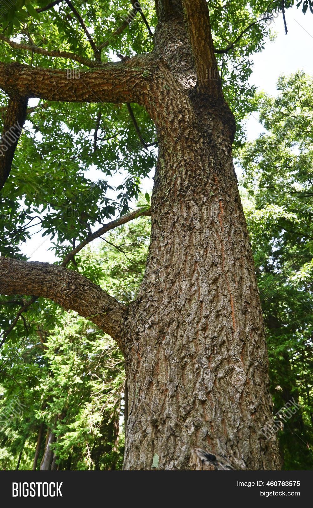 Sawtooth Oak Tree. Image & Photo (Free Trial) Bigstock