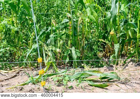 Row Of Sweet Corn Behind An Electric Fence