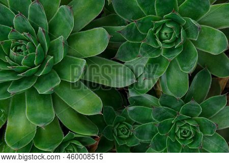 Close Up Of A Teal Cactus. Teal Cactus Leaves. Tidewater Green Background. Cactus Plant Pattern . Su