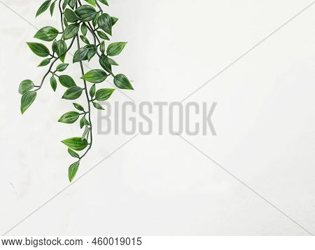Leaves Hanging On The Wall Create A Photo With Copy Space Or Negative Space To Use As Your Template.