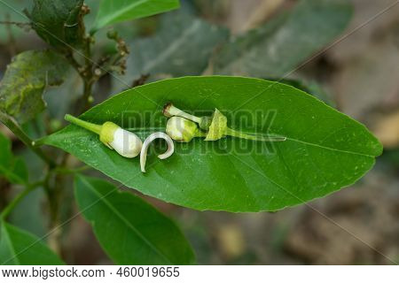 The Flower Is On Wild Leaves And The Fragrance Breeze Can Be Smelled Everywhere. Grapefruit Blossom 