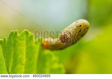 Fall Armyworm Spodoptera Frugiperda On A Green Leaf. Selective Focus Image. Extreme Close Up View.