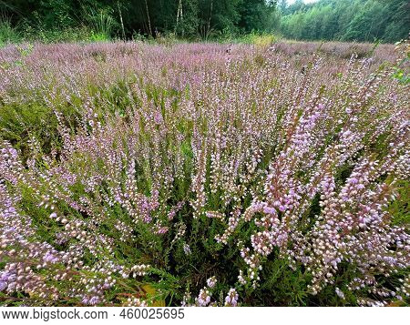 A Scenic Wide Angle Landscape On A Moorland Filled With Purple Blossoming Common Heather, Calluna Vu
