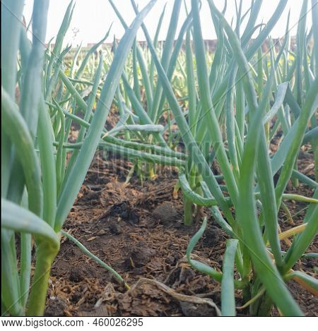Onion And Leek Plantations In A Highland In West Java.