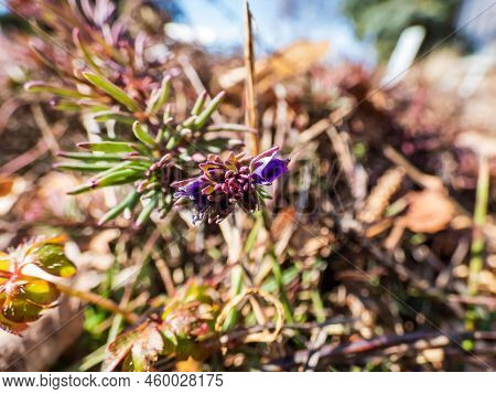 Extreme Macro Of Purpple And Blue Flower Bud Of The Armenian Speedwell (veronica Armena) Starting To