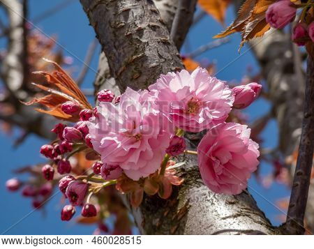 Beautiful, Pink, Full Cherry Blossoms Of The Japan Pink Sakura Tree Flowering On The Branches And St