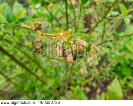Macro Shot Of Flower Buds Of Cultivated Blueberries Or Highbush Blueberries Growing On Branches Of B