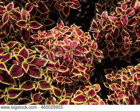 Flame Nettle Or Painted Nettle (coleus X Blumei) 'wizard Scarlet' With Burgundy-red Foliage With Thi