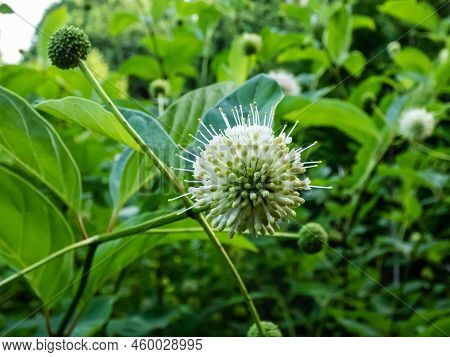 Flowering Plant Buttonbush, Button-willow Or Honey-bells (cephalanthus Occidentalis) Blooming In Sum