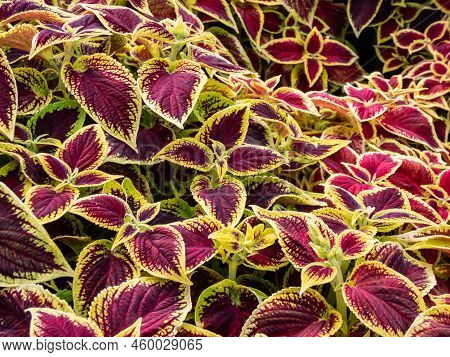 Flame Nettle Or Painted Nettle (coleus X Blumei) 'wizard Scarlet' With Burgundy-red Foliage With Thi