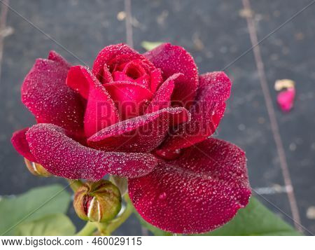 Close-up Of Rose 'grafin Von Hardenberg' With Beautiful, Elegant Velvety Red And Burgundy Blooms Cov