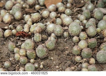 Detailed Closeup On An Aggregation Of Grey Sempervivum 'smit's Seedling' On The Ground