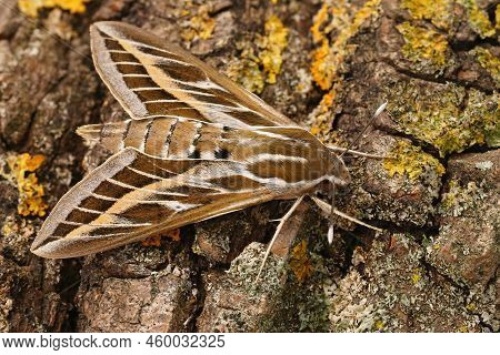 Detailed Closeup On The Beautiful Striped Hawk-moth, Hyles Livornica Sitting On Wood