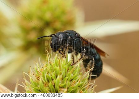 Closeup On A Mediterranean Small Blue-eyed Carpenter Bee, Ceratina Chalcites On Field Eryngo , Eryng