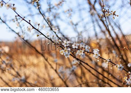 Close Up Of A Beautiful Branch Of A Tree With Almond Blossoms, Strunjan. Slovenia