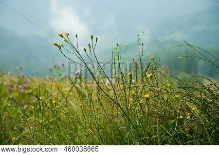 Plant Mountain Fog Raindrops, Czech Republic. Green Background Hd. Wallpaper 4k.