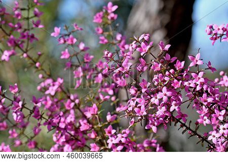 Pink Flowers Of The Australian Native Boronia Ledifolia, Family Rutaceae In Sydney Woodland, Nsw. Kn