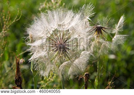 Seed Head Of The Tragopogon Dubius (yellow Salsify) In A Meadow