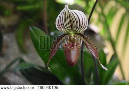 Beautiful White And Red Speckled Orchid Flower Blossom Flowering In A Garden.