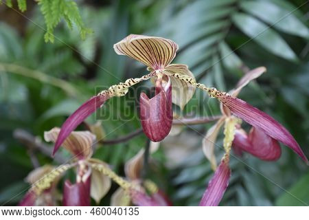 Beautiful Flowering Red And White Orchid Blossom With Speckles And Stripes.