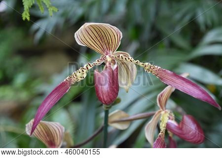 Gorgeous Yellow And Red Orchid Blossom Flowering And Blooming In A Garden.
