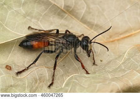 Detailed Closeup On The Red And Black, European Golden Sand Wasp, Sphex Funerarius Sitting On A Drie