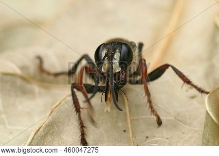 Detailed Closeup On The Red And Black, European Golden Sand Wasp, Sphex Funerarius Sitting On A Drie