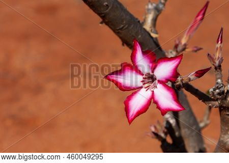 Impala Lily Flower (adenium Multiflorum) In South Africa Closeup With Blurred Background And Copy Sp