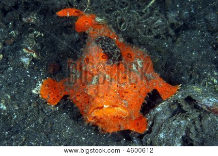 Turuncu Frogfish