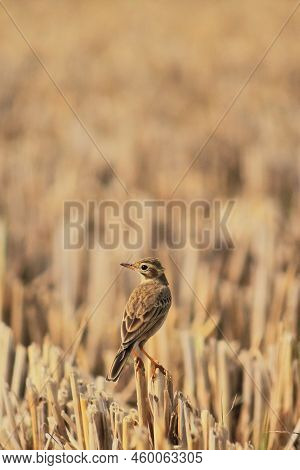 A Paddyfield Pipit Or Oriental Pipit (anthus Rufulus) In A Dry Field