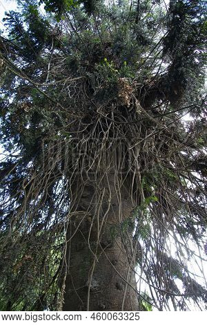 A Bunya Pine Tree In The Field