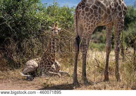 Young Southern Giraffe Lies By Leafy Bush