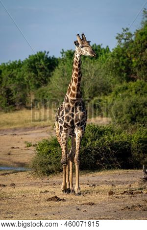 Southern Giraffe Walks Towards Camera By River