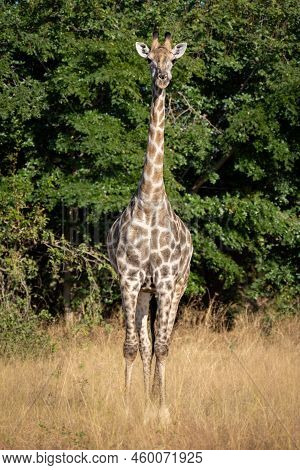 Southern Giraffe Stands Watching Camera Near Trees