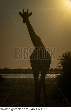 Southern Giraffe Stands Watching Camera In Silhouette