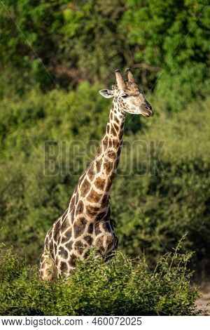 Southern Giraffe Stands Behind Bush In Sunshine