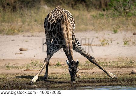 Southern Giraffe Splaying Legs Drinking From River