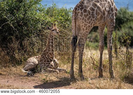 Southern Giraffe Lies By Mother Near Bushes