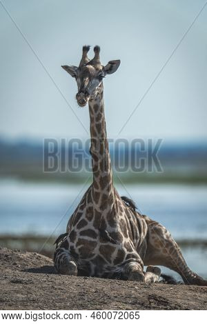 Southern Giraffe Lies On Riverbank Eyeing Camera