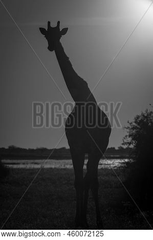 Mono Southern Giraffe Stands Silhouetted Against Sunset