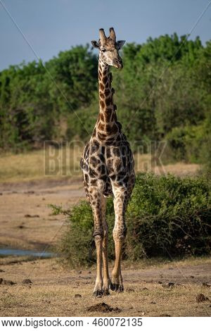 Male Southern Giraffe Walks Directly Towards Camera