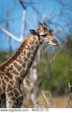 Close-up Of Young Southern Giraffe Standing Staring