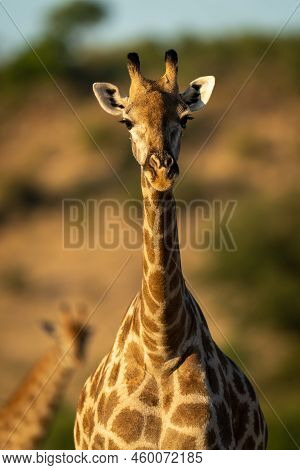 Close-up Of Southern Giraffe Watched By Another