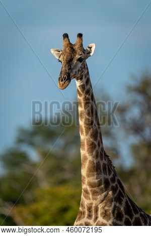 Close-up Of Southern Giraffe Standing Near Trees