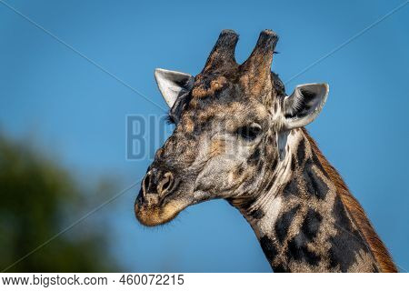 Close-up Of Southern Giraffe Beneath Blue Sky