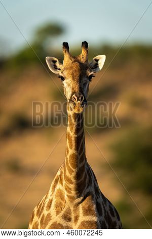 Close-up Of Female Southern Giraffe Looking Ahead